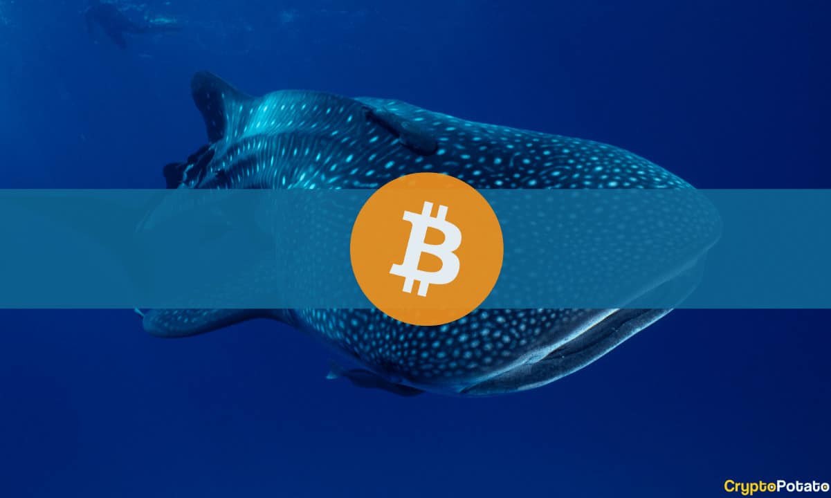 Büyük BTC Adresleri Neden Son 3 Ayda Bitcoin Almaya Devam Ediyor?