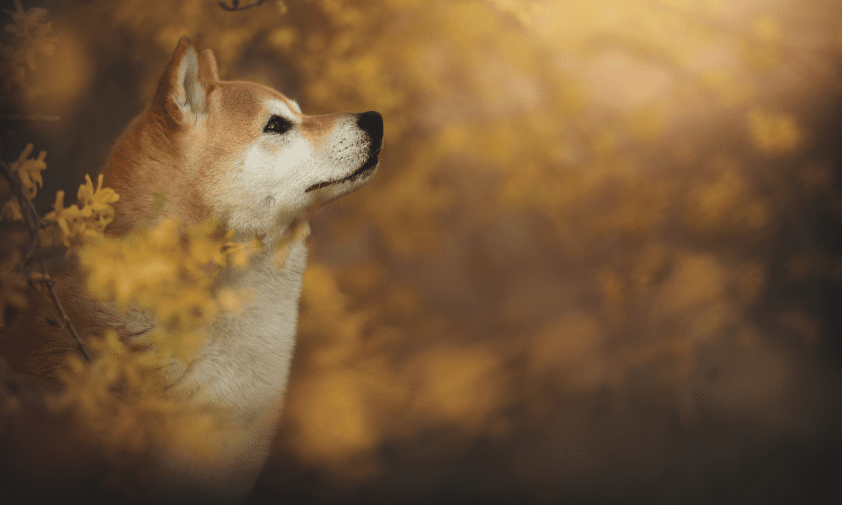 Shiba Inu (SHIB) Kurşun Geliştirici Coinbase Onchain Summer'ı Taklitçi Olarak Söylüyor