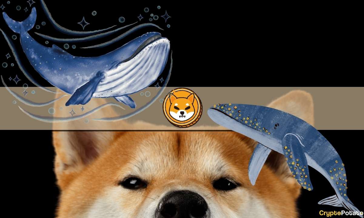 SHIB Balinaları Neden Şimdi Trilyonlarca Shiba Inu Jetonu Biriktiriyor?