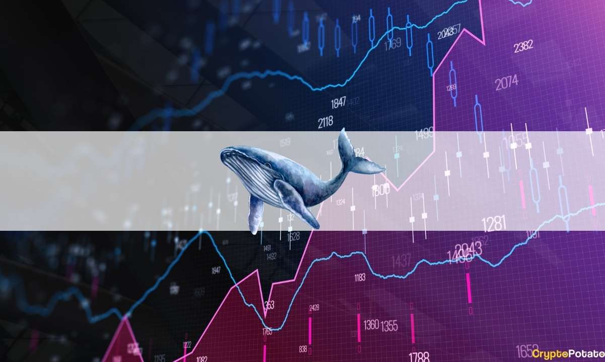 Balinalar Coinbase'in Ana Ağına Neye Yatırım Yapıyor? Nansen Araştırıyor