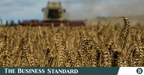 Rusya'nın tahıl hasadı bu yıl hava koşullarına rağmen 135 milyon ton olarak görüldü
