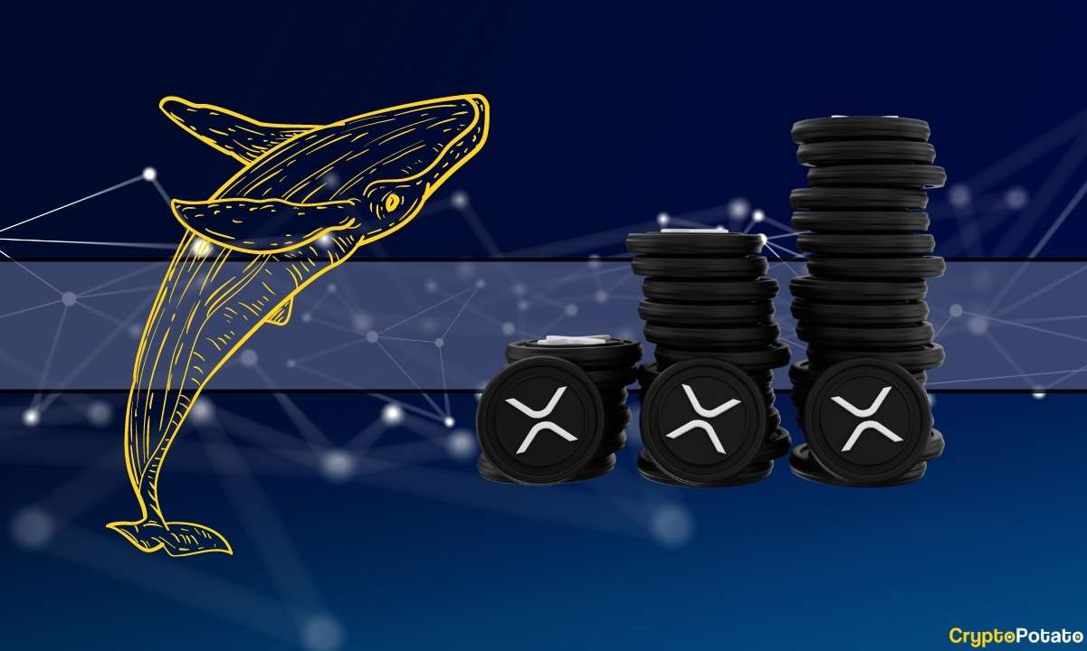 XRP Aşaması Bir İyileşme mi? En Büyük Balinalar Dalgalanma Boğa Koşusu Hazırlığında Birikmeye Devam Ediyor