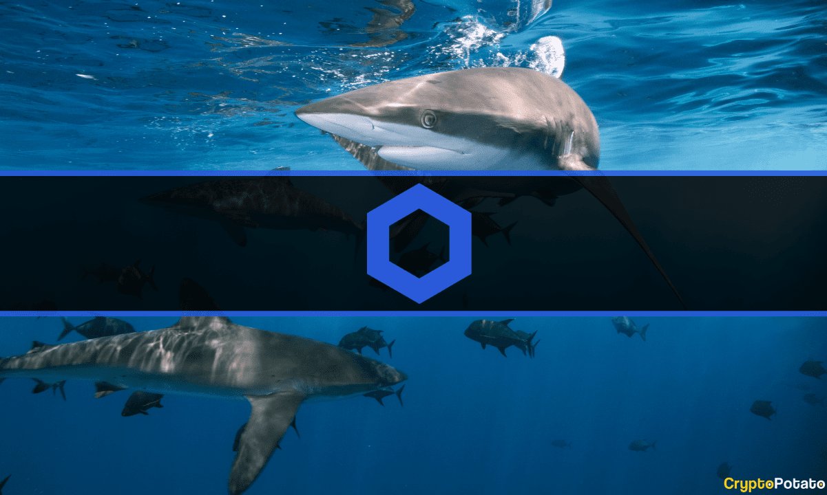 Chainlink Köpekbalıkları 3 Günde 9,6 Milyon Dolar Değerinde LINK Biriktirdi: Veriler