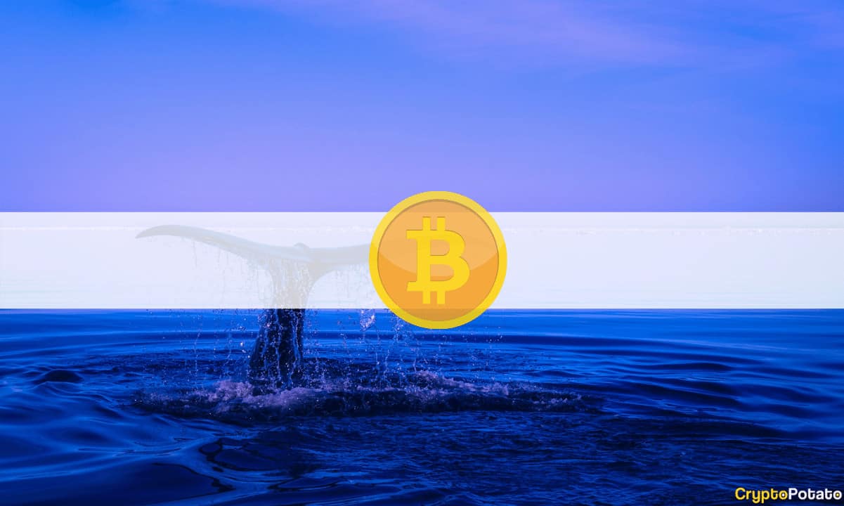 Uyuyan Balinalardan 230 Milyon Dolarlık İlginç BTC İşlemi: Bitcoin'in Fiyatına Etkileri?
