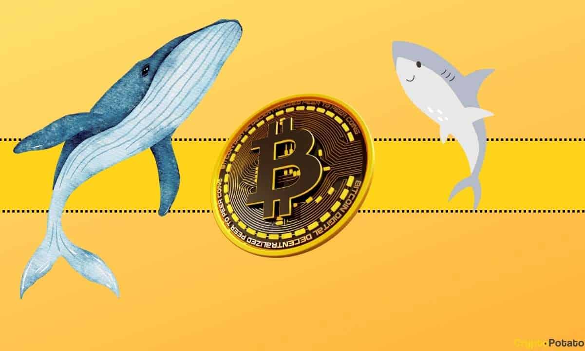 Bitcoin (BTC) Fiyat Düzeltmesi Görünürken Bu Balina Milyonları Nakde Çeviriyor
