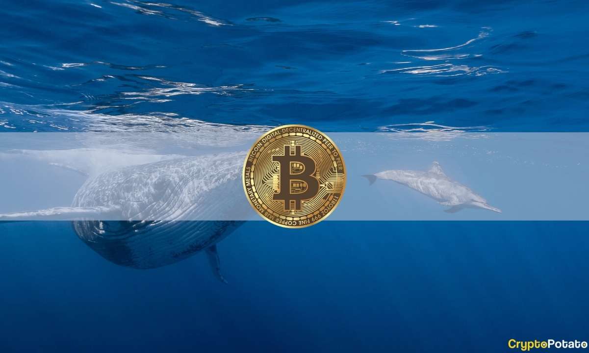 Bitcoin Balina Faaliyeti Yükselerek Yenilenen Piyasa Güvenini Yansıtıyor
