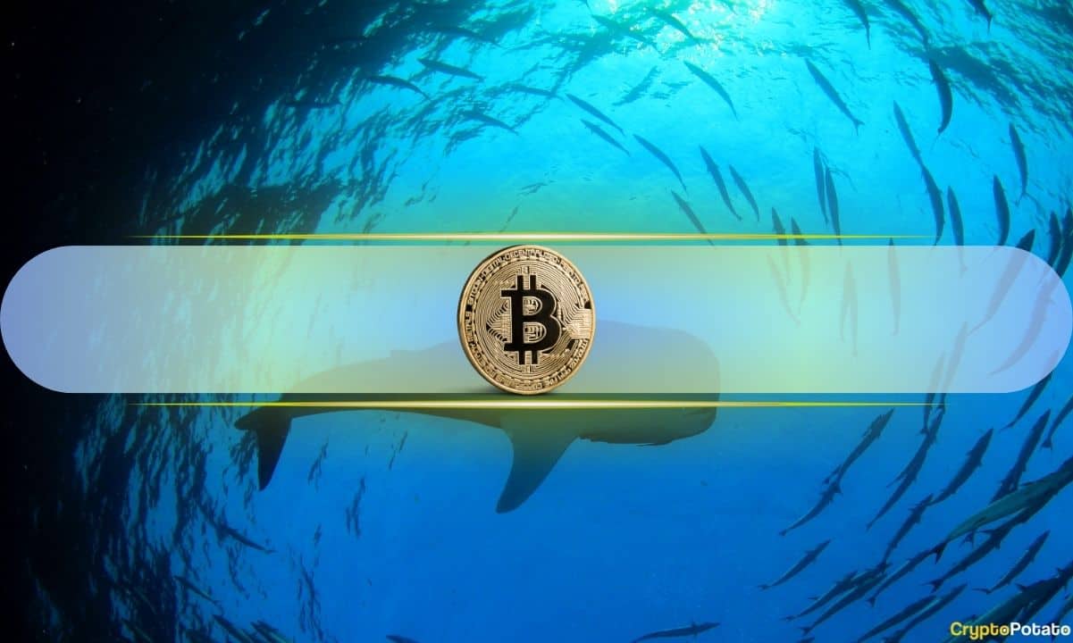 Balinalar ve Köpekbalıkları Satış Çılgınlığını Ortaya Çıkarırken Bitcoin'in Boğa Koşusu Etkisi: CryptoQuant
