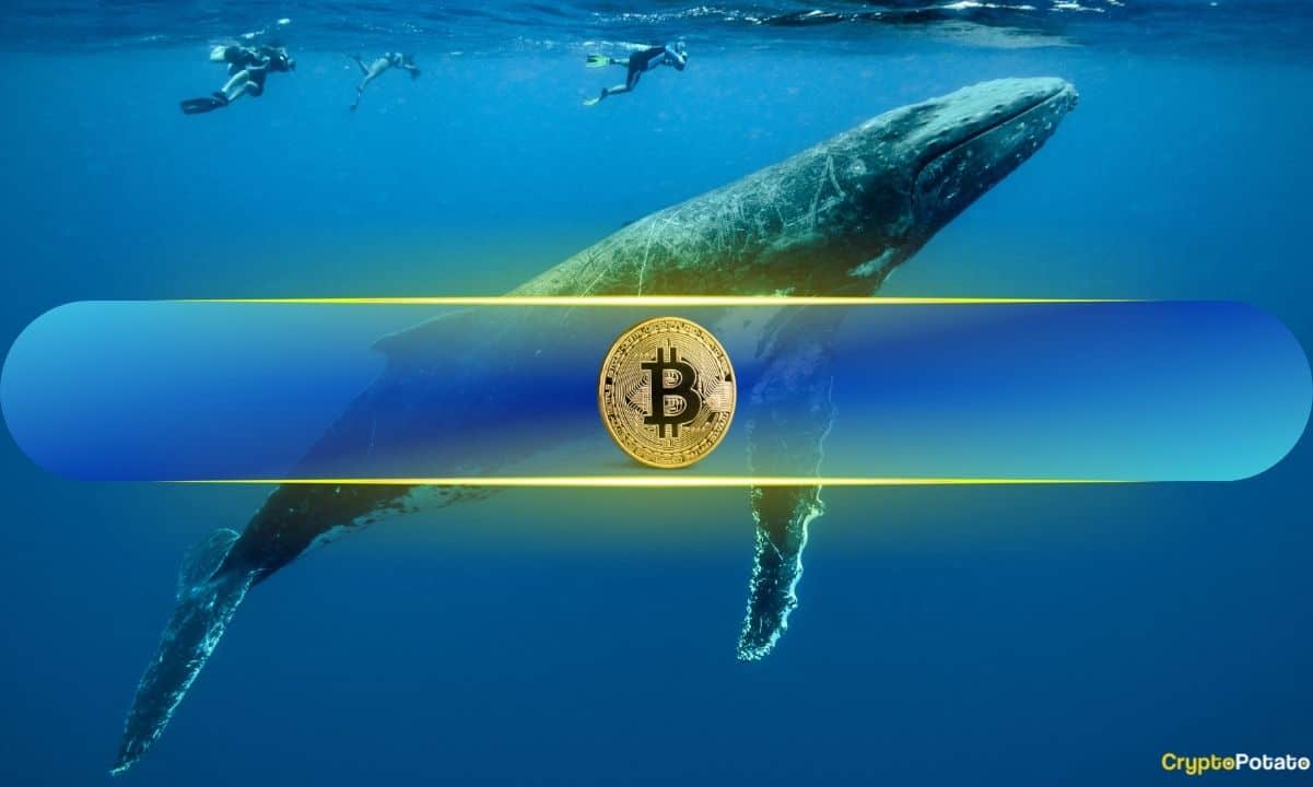 Bitcoin Balinaları Hızlı Birikimle 10 Günde 100.000 BTC'den Fazla Kazandı