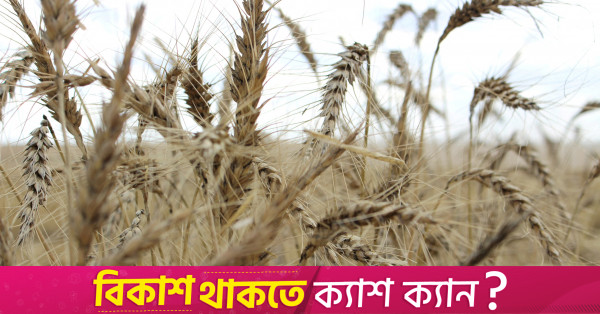 ABD, dünya tahıl tedarikinin sıkılaştığını ve fiyatların yükseldiğini düşünüyor