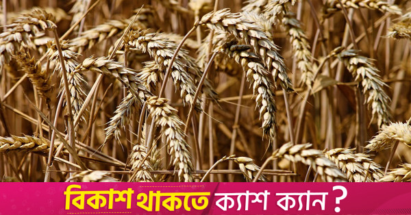 Buğday, donların Rusya arzını tehdit etmesi nedeniyle 10 ayın en yüksek seviyelerine yakın seyrediyor