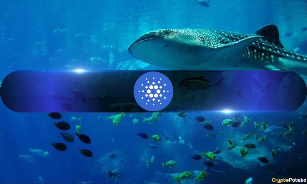 Cardano Whales, ADA'nın 0,5 Doları Hedeflemesiyle Varlıklarını Bir Ayda %11 Artırdı