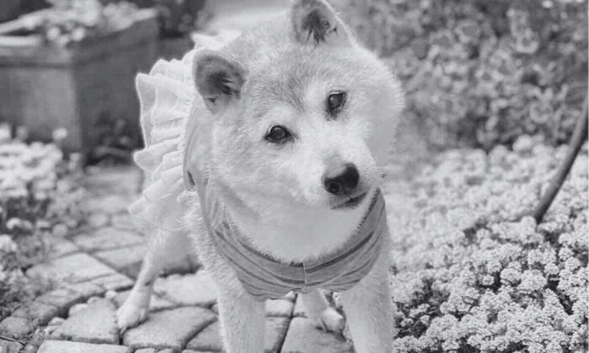 Elveda Doge: İkonik Mem'in Arkasındaki Shiba Inu Kabosu, 18 Yaşında Öldü