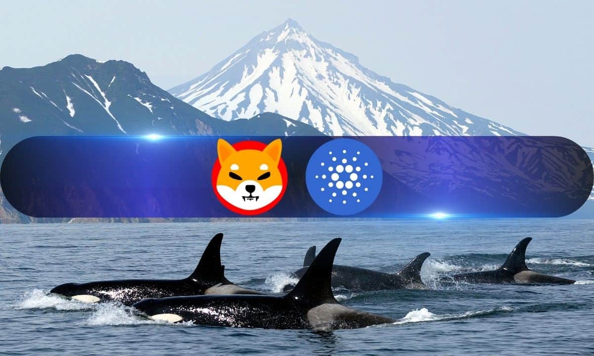 Cardano, Shiba Inu ve Jasmy, Büyük İşlemlerde Ani Yükseliş Olarak Balina Ateşini Yakaladı