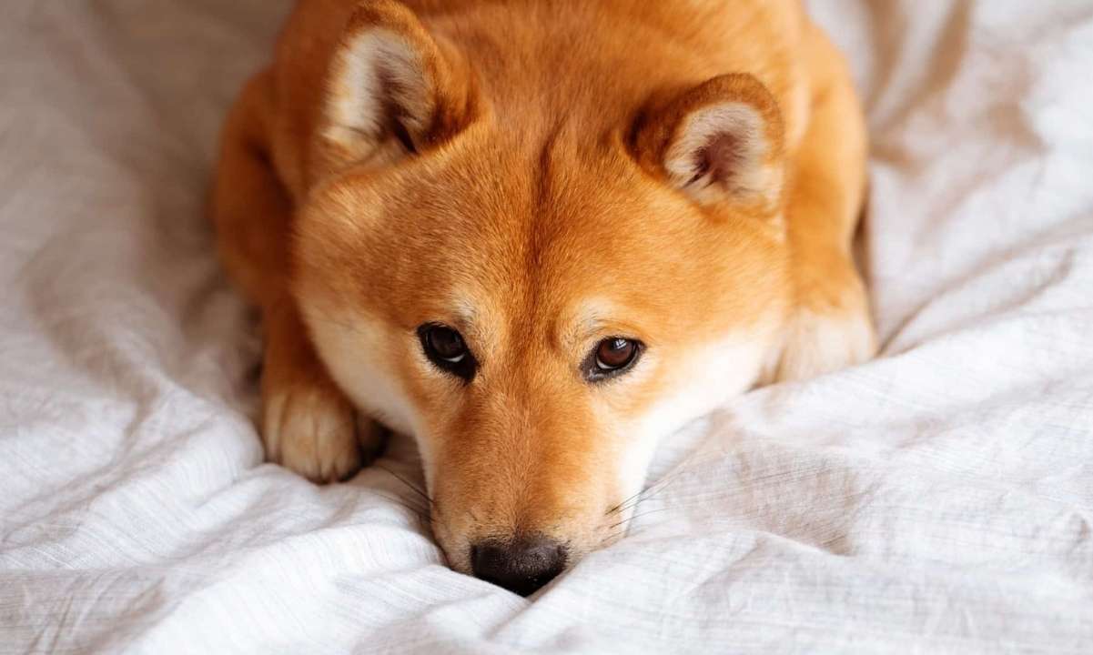 Shiba Inu’nun arzı endişeleri artırıyor, ChainLink ve Toncoin daha sağlıklı metrikler sergiliyor