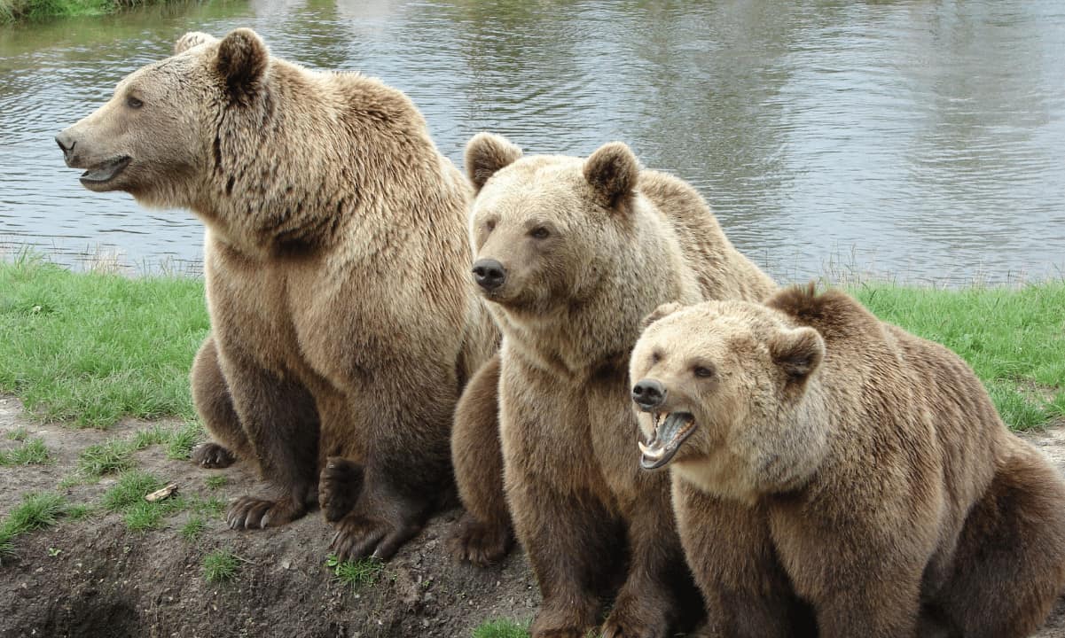 Altcoin sahipleri kırmızı, ancak güçlü temeller değerlemeye işaret ediyor