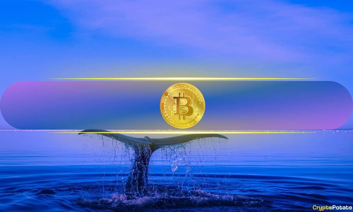 Bitcoin balinaları 2 haftada 4 milyar dolarlık birikimle çılgına döndü!