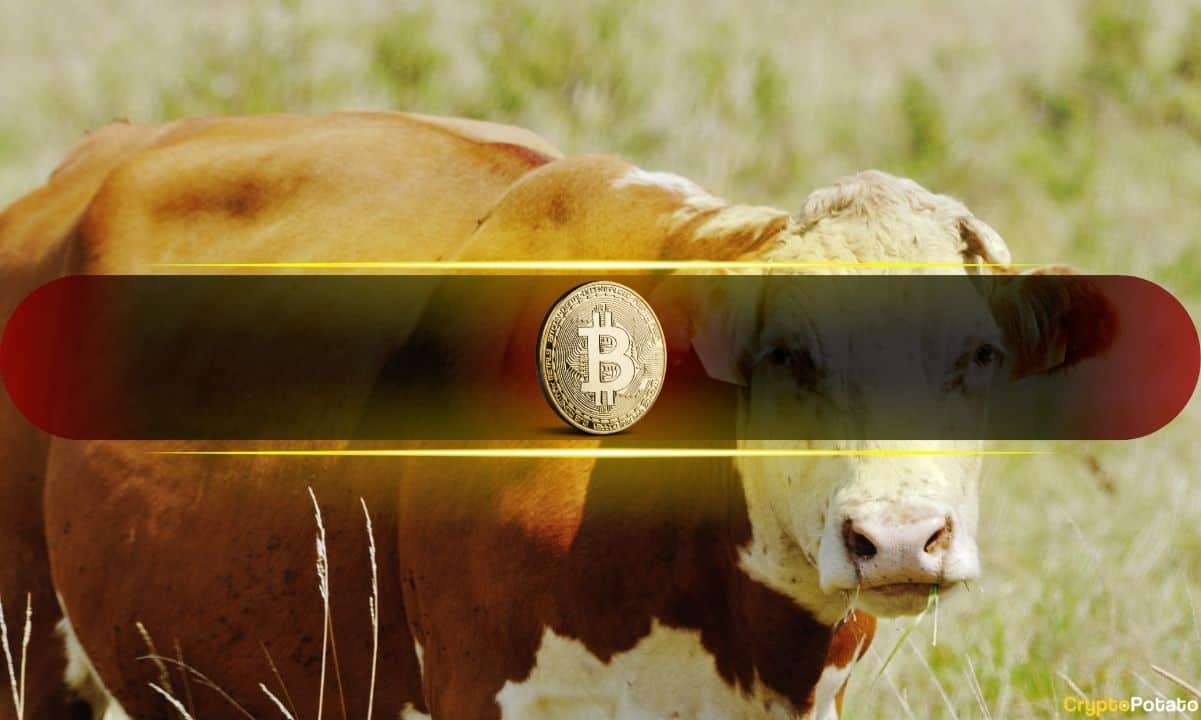 2020'den Beri Çoğu Boğa Bitcoin Kurulumunu Gösteren 5 Sinyal!