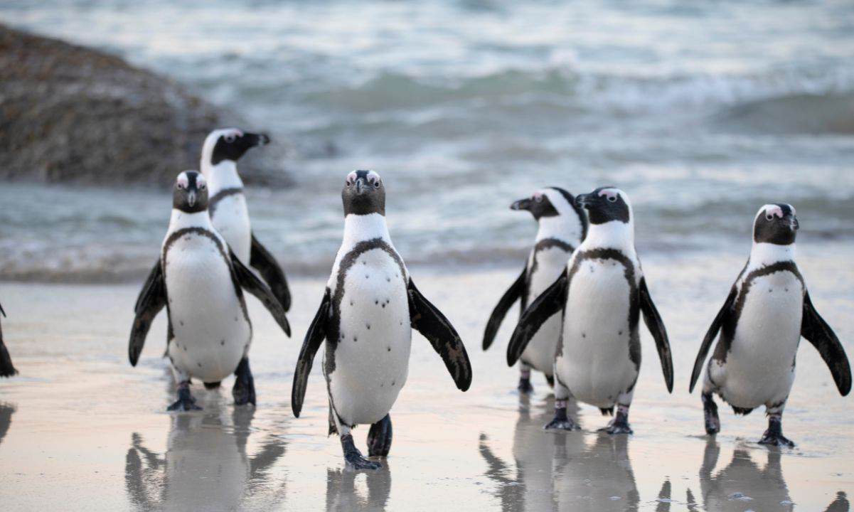 Pudgy Penguins, Las Vegas Sphere'de Başarılı Bir Reklam Kampanyası Yürüttü