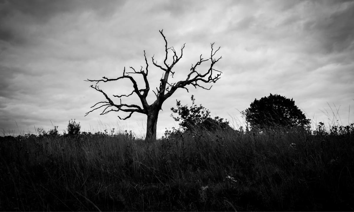 CoinGecko Raporu: Kripto Projelerinin Yarısından Fazlası Başarısız Oldu